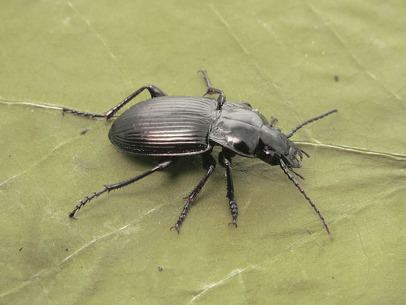 Carabidae:  Pterostichus dissimilis